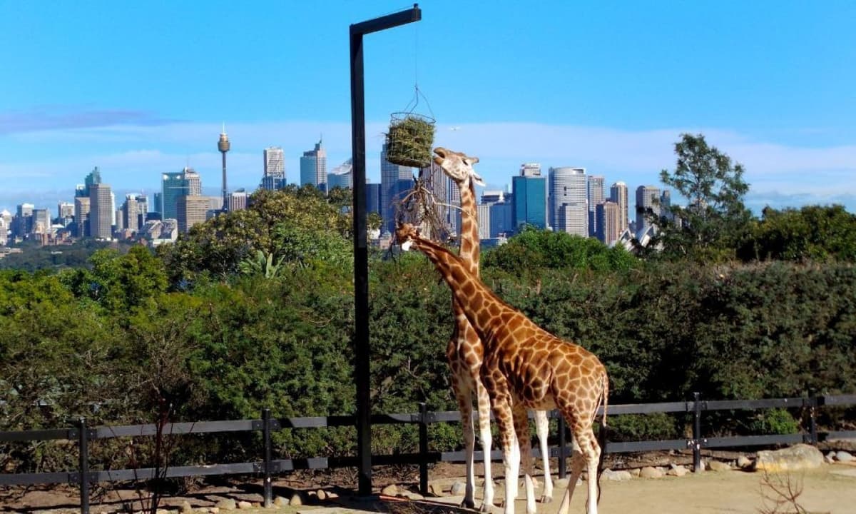 Taronga Zoo Ticket with Optional Round Trip Ferry