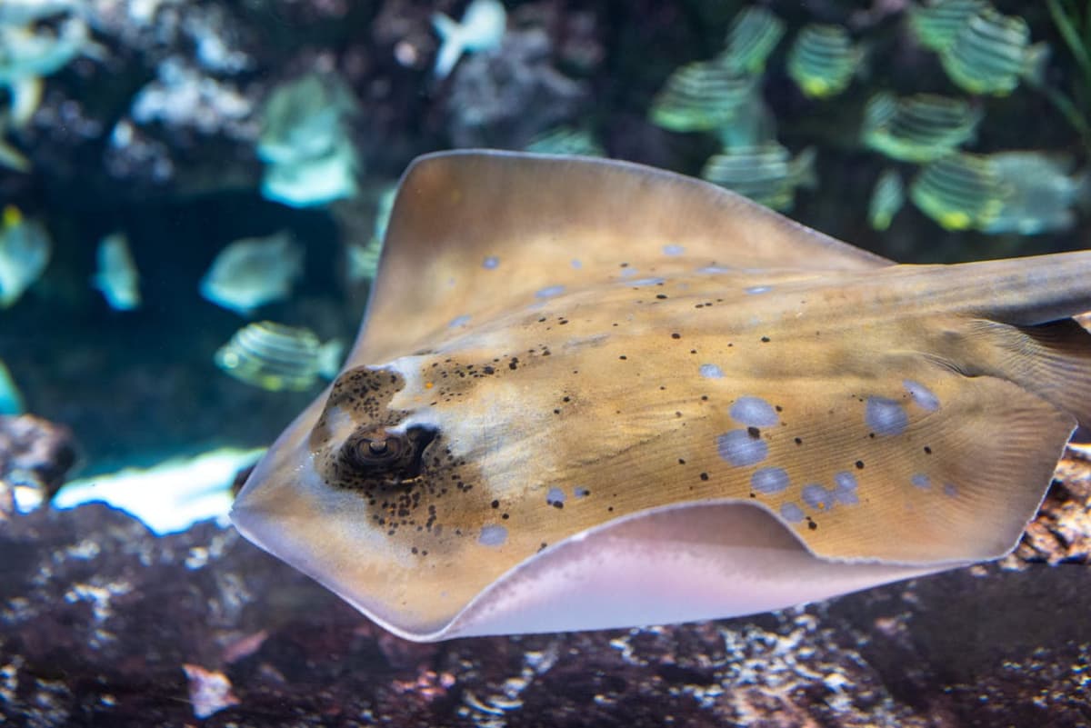 Seattle Aquarium Ticket