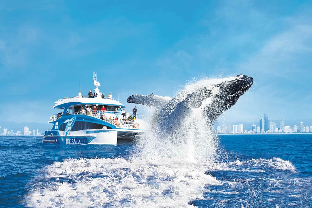 Gold Coast Whale Watching Cruise aboard Sea World Cruises