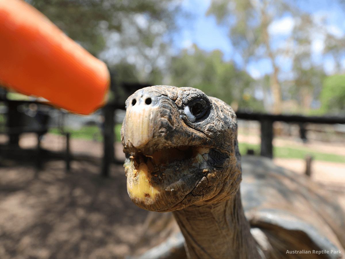 Australian Reptile Park