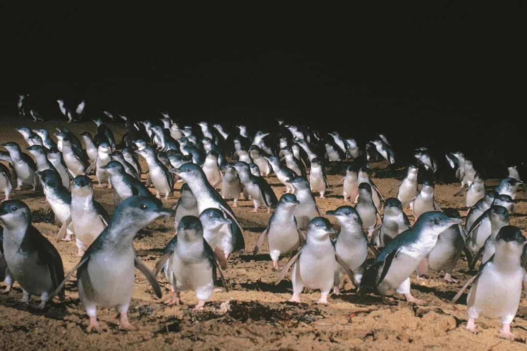 Phillip Island with Penguin Parade Eco Tour