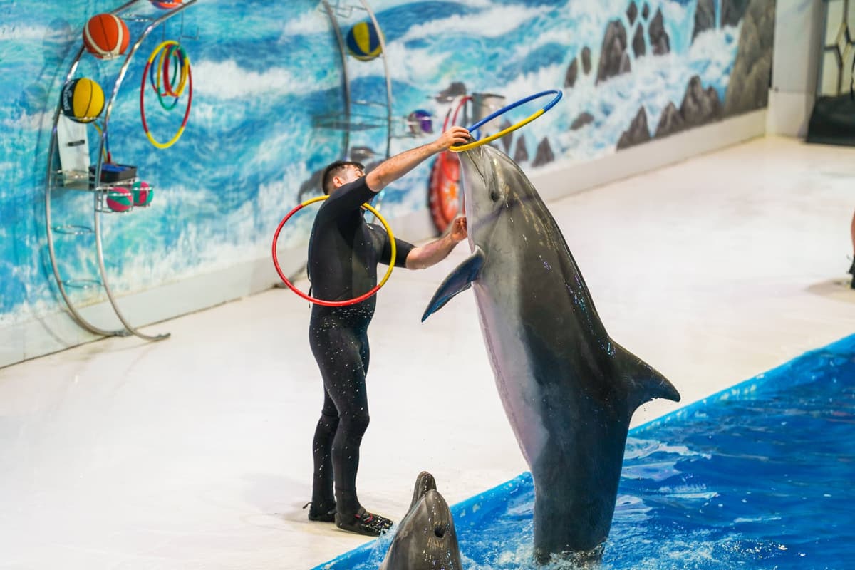 Dubai Dolphinarium Ticket