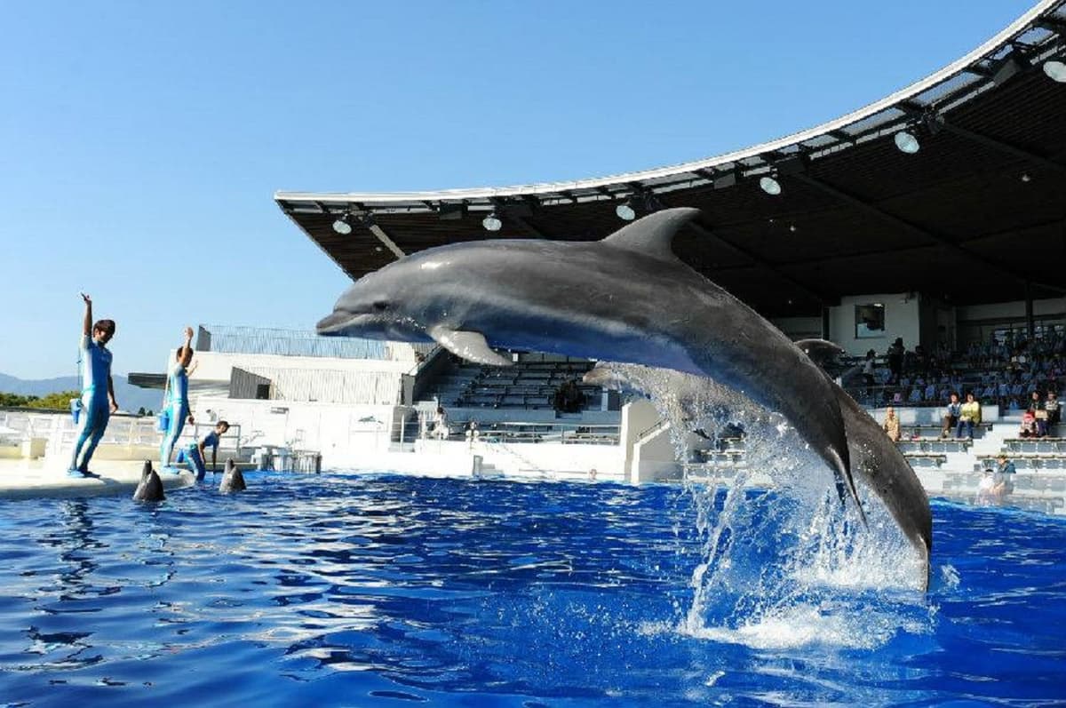 Kyoto Aquarium Ticket
