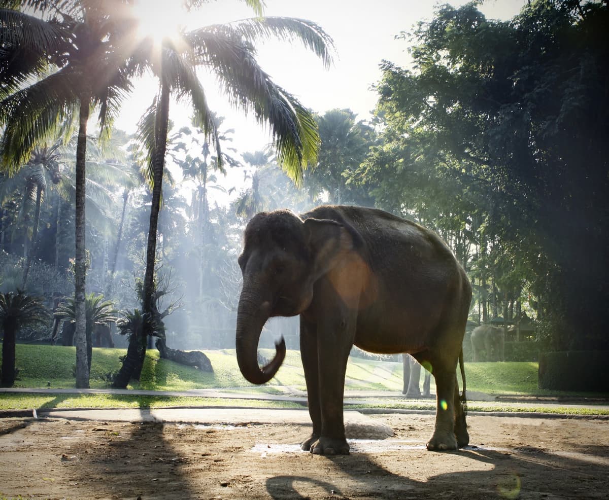 Mason Elephant Park Bali by Mason Adventures (Formerly known as Elephant Safari Park)