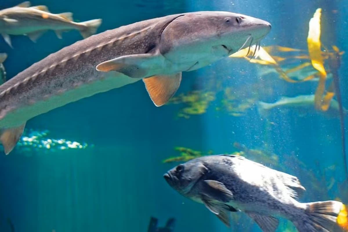 Vancouver Aquarium Ticket