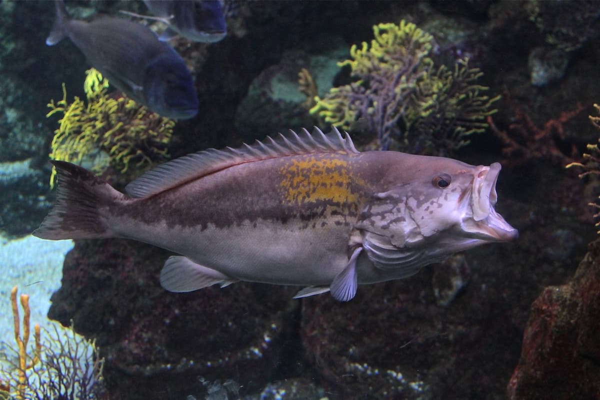 Barcelona Aquarium Ticket