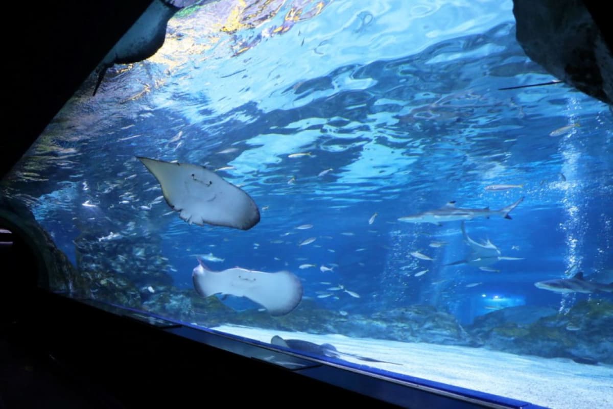 SEA LIFE COEX, Seoul Aquarium Ticket