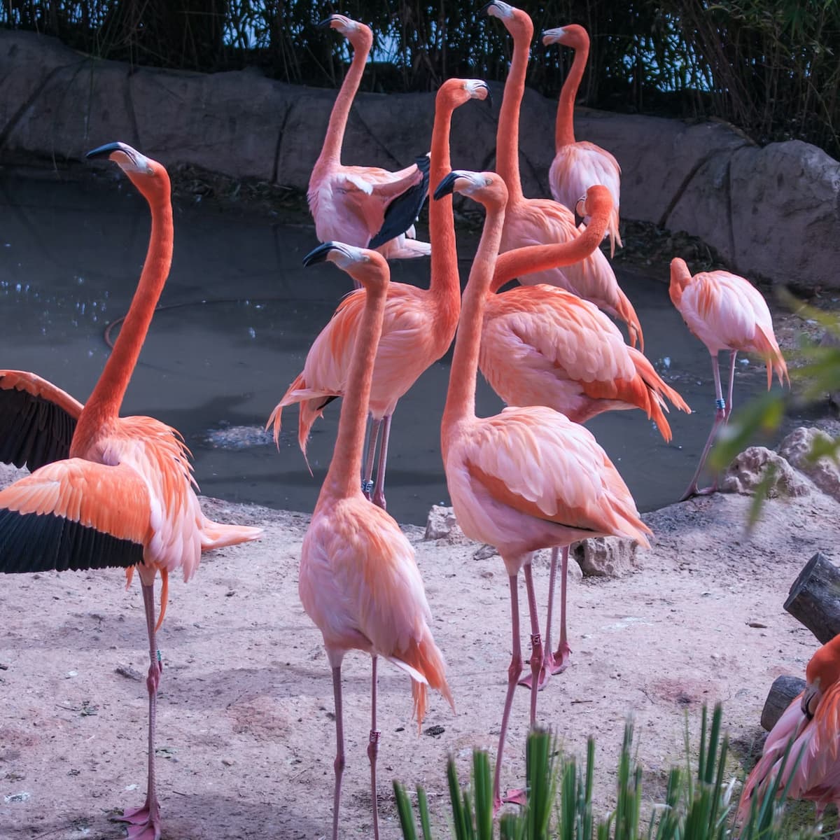 Zoo Aquarium Madrid