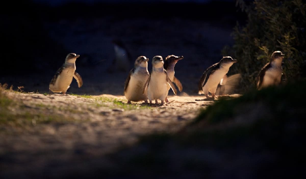 Phillip Island Nature Parks - Penguin Parade Ticket