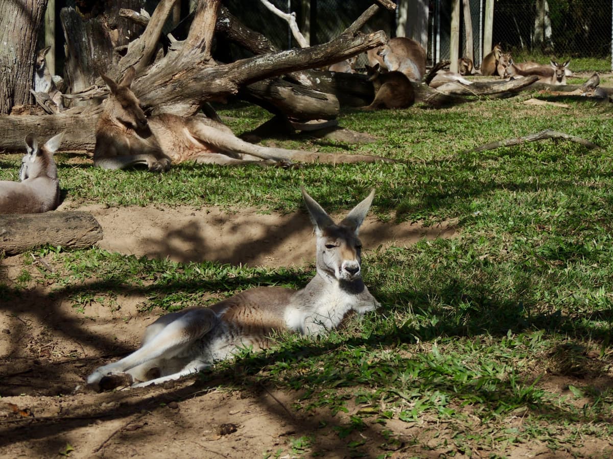 Lone Pine Koala Sanctuary Entry Ticket with Cruise