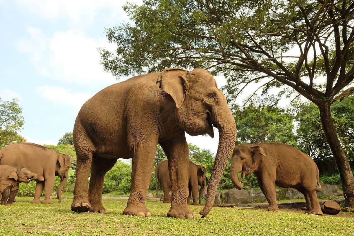 Bali Safari Park Ticket