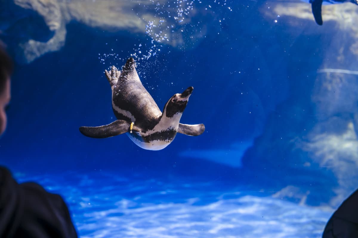 Barcelona Aquarium Ticket