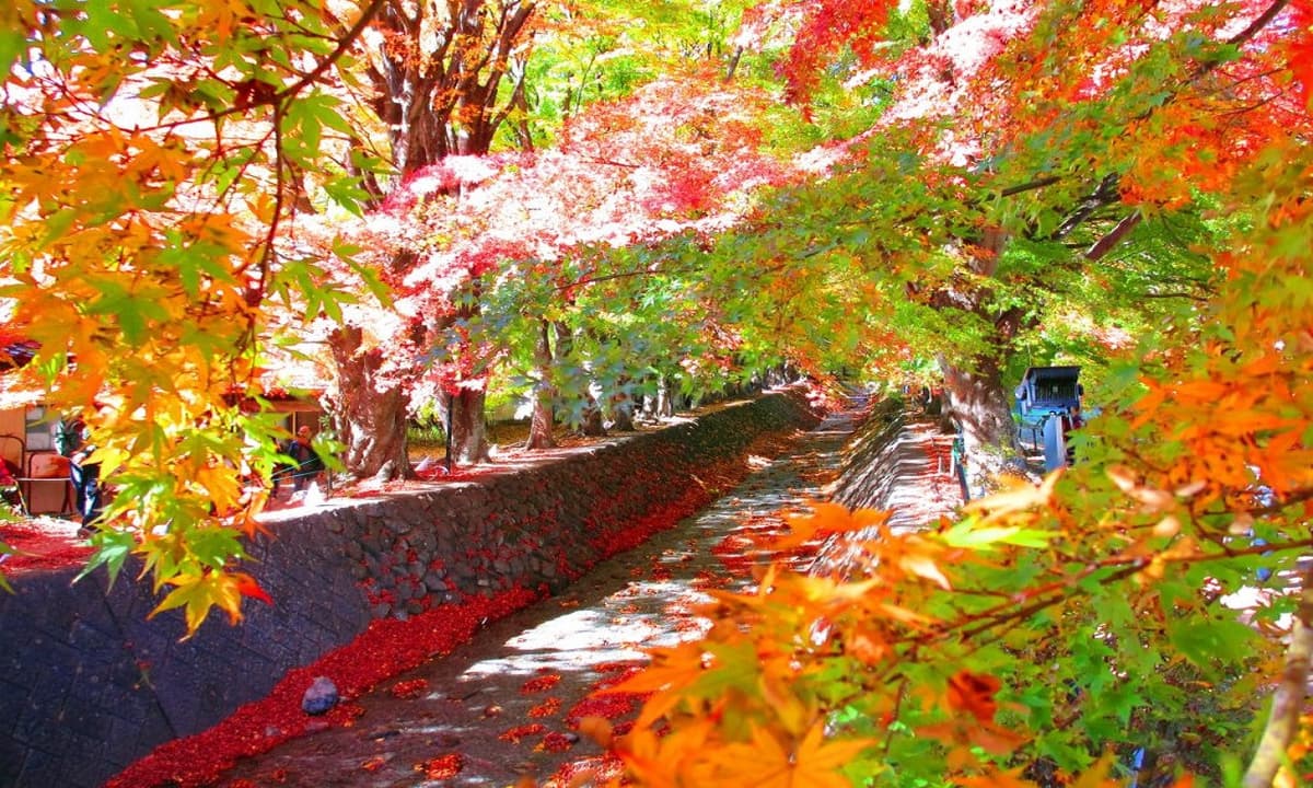 Mount Fuji and Arakurayama Sengen Park 1 Day Bus Tour