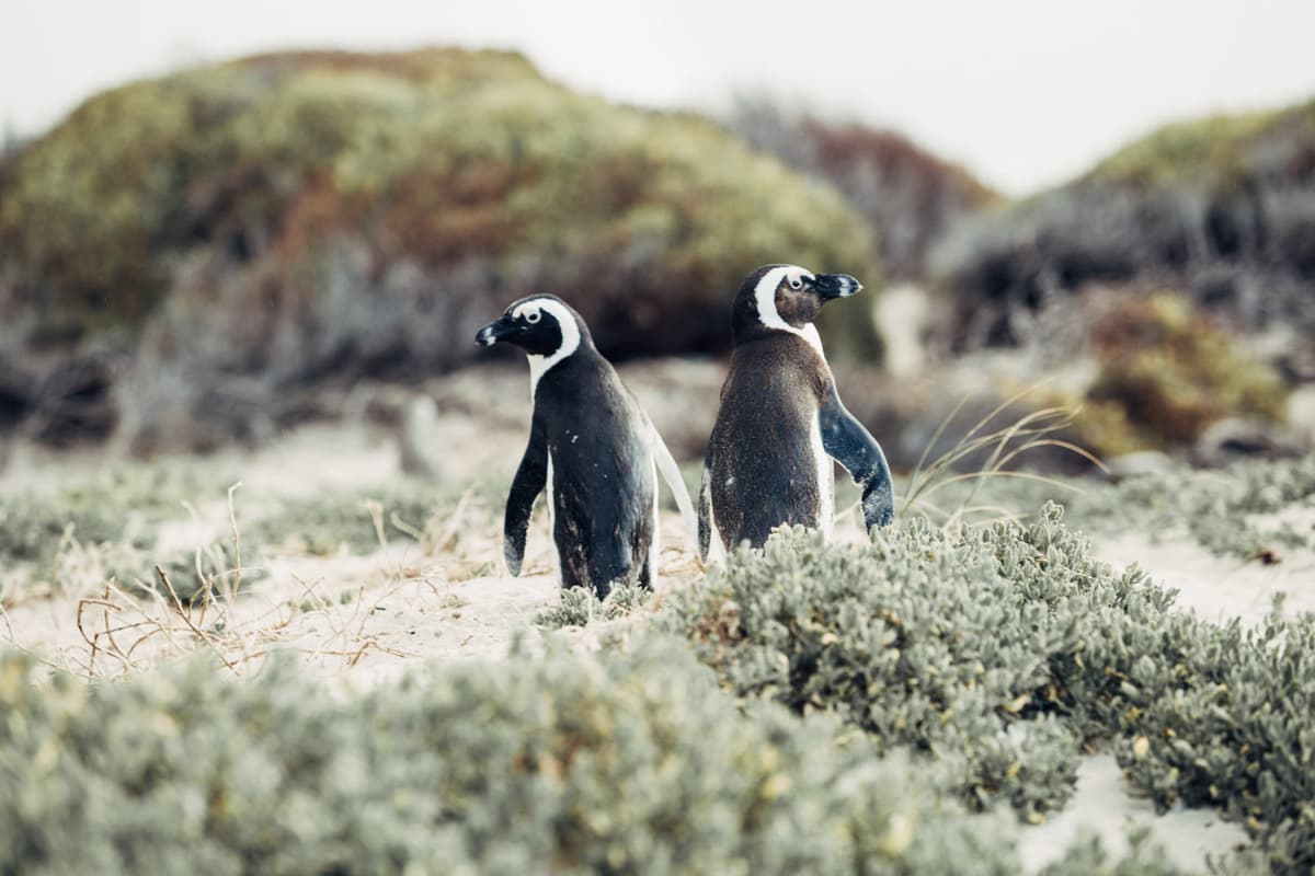 Phillip Island Nature Parks - Penguin Parade Ticket