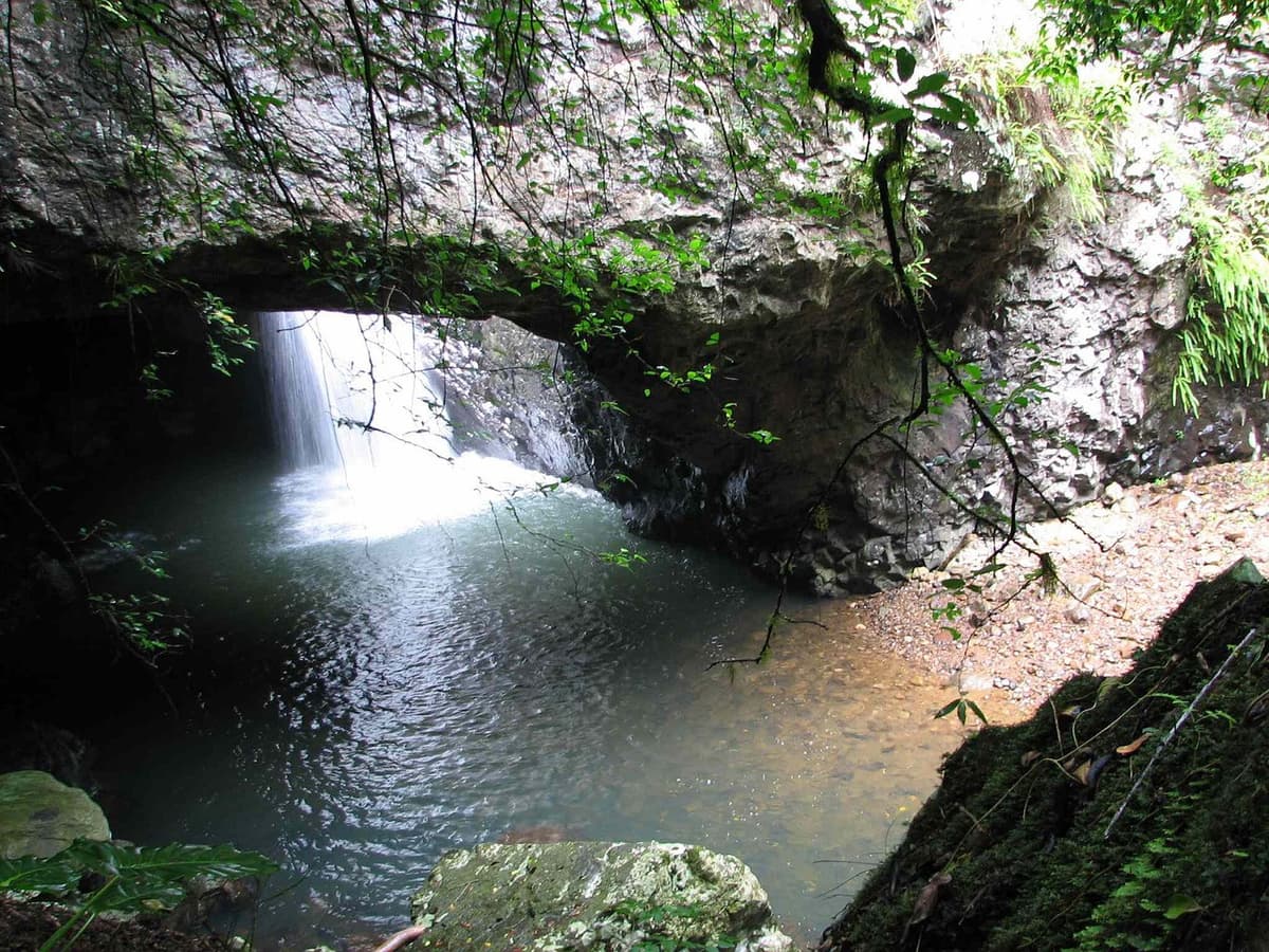 Springbrook National Park Night Tour