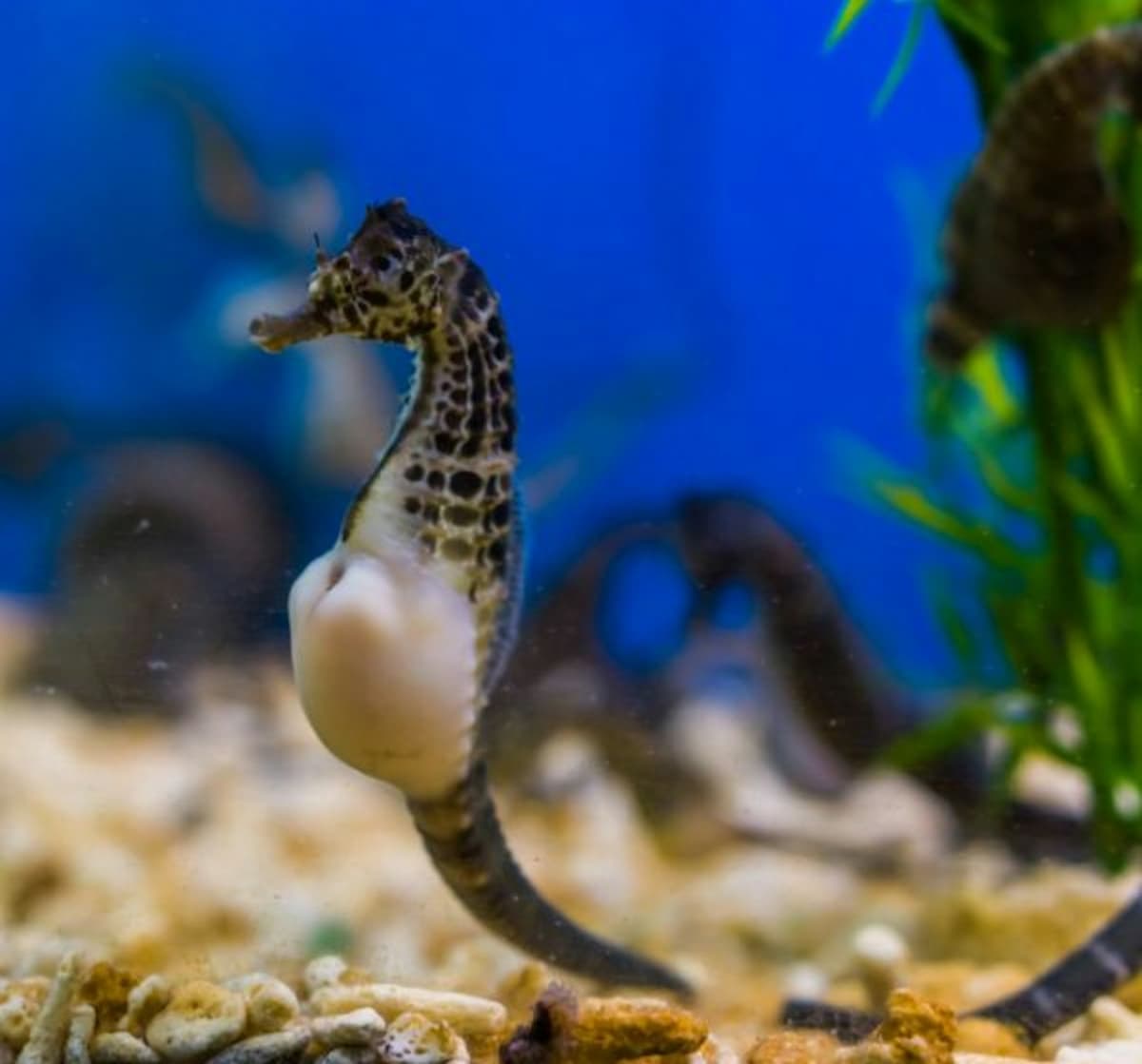 Seville Aquarium Ticket