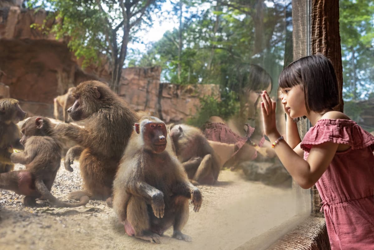 Singapore Zoo Ticket