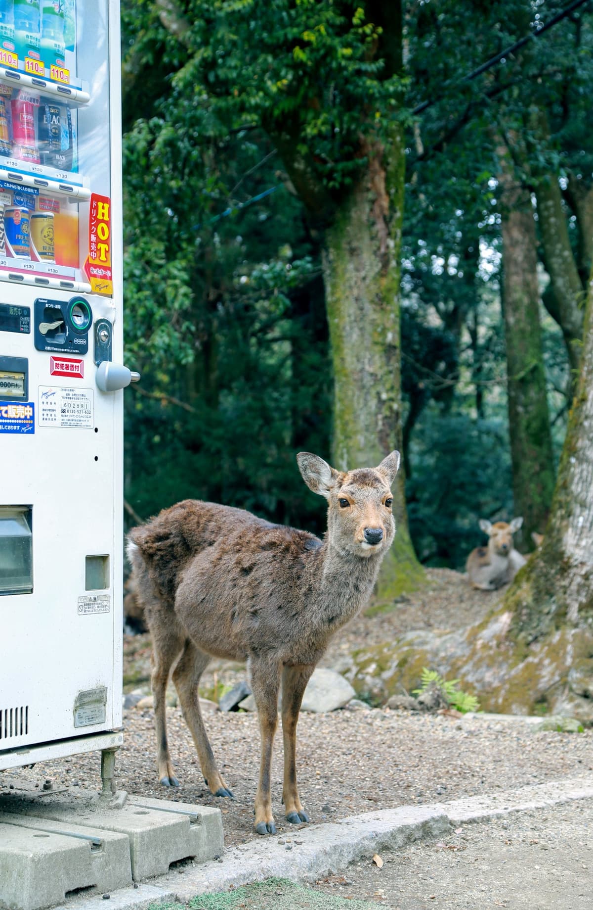 Kyoto and Nara Full-Day Tour from Osaka: Kiyomizudera Area, Fushimi Inari Taisha, Nara Park