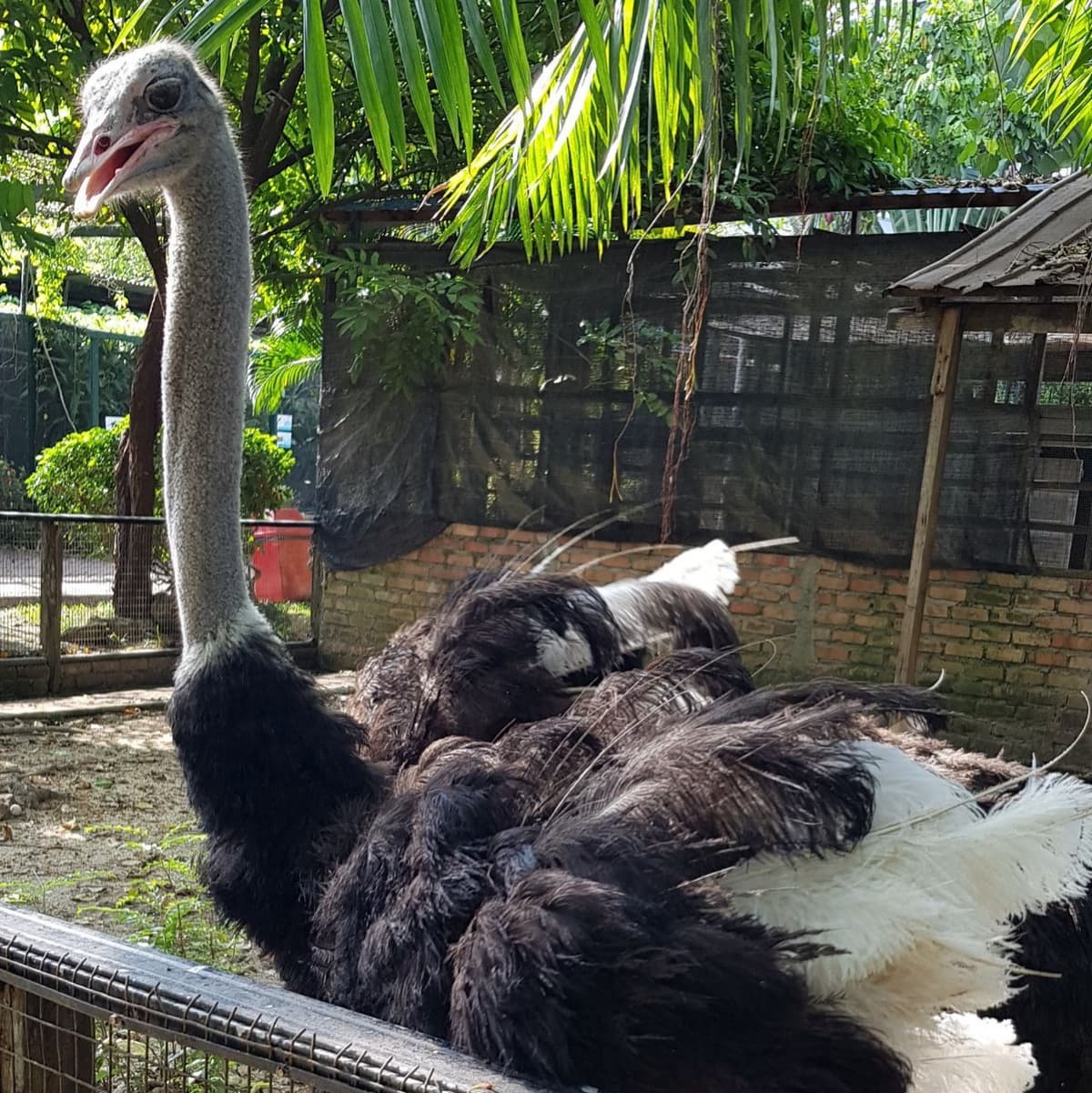 Penang Bird Park