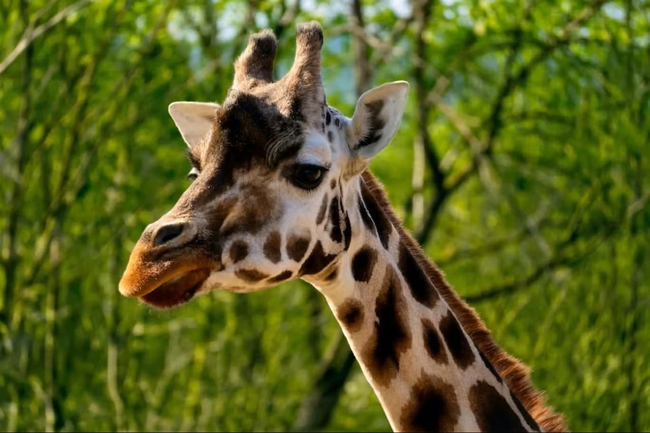 Prague Zoo Ticket + Audio Guide