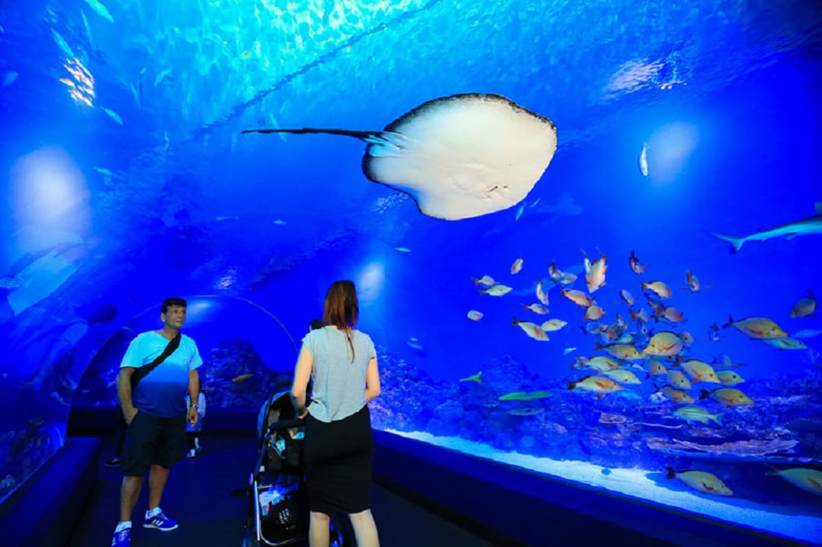 Cairns City Tours