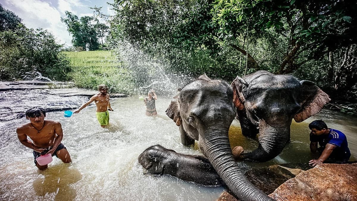 Elephant Jungle Sanctuary Chiang Mai