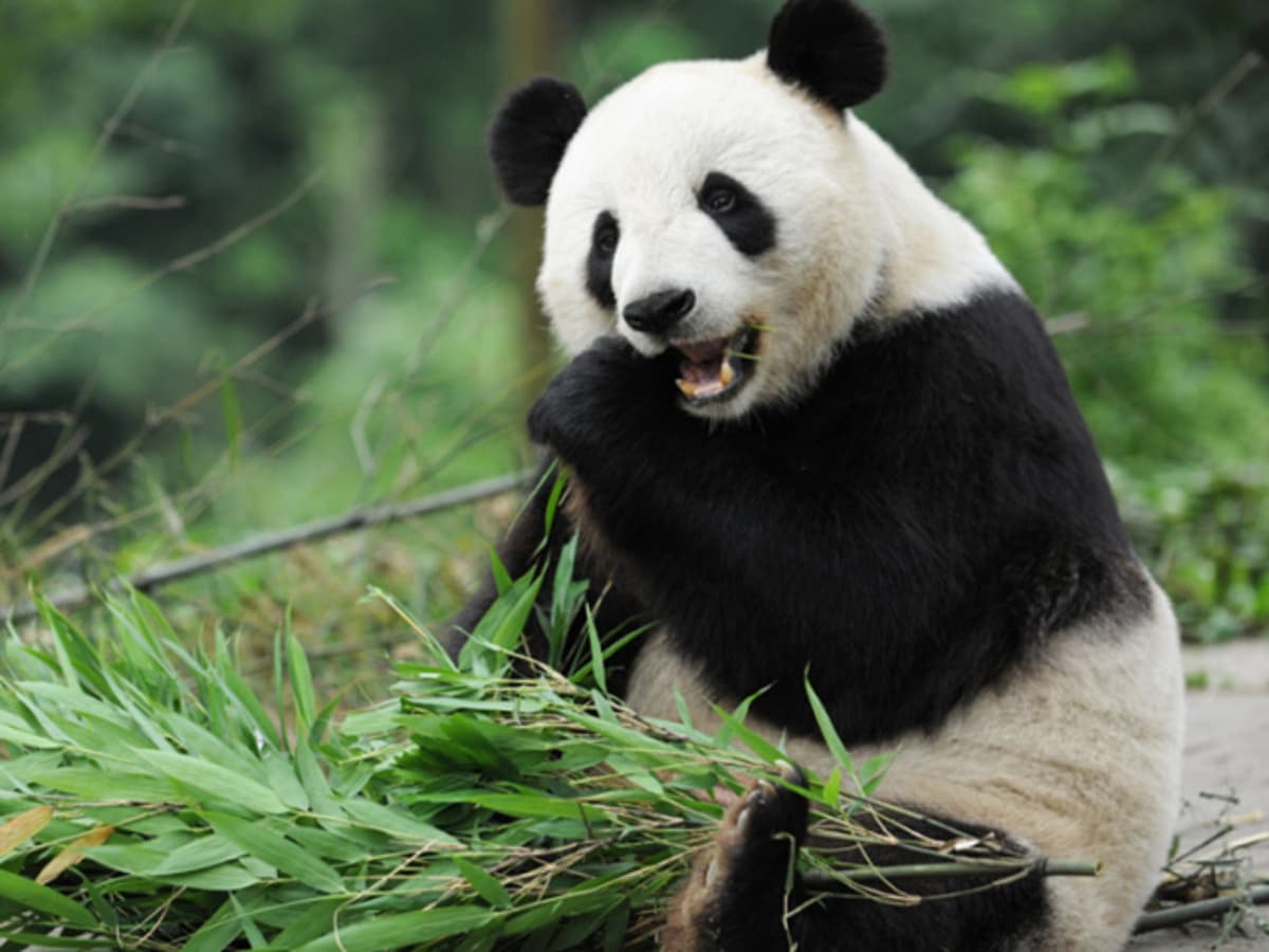 Beijing Zoo, Summer Palace, and Lama Temple Tour
