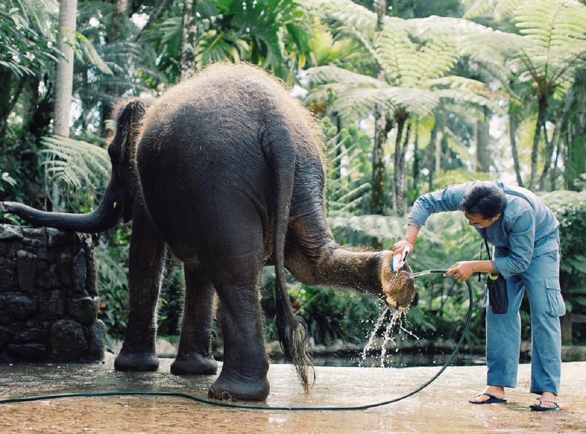 Mason Elephant Park Bali by Mason Adventures (Formerly known as Elephant Safari Park)