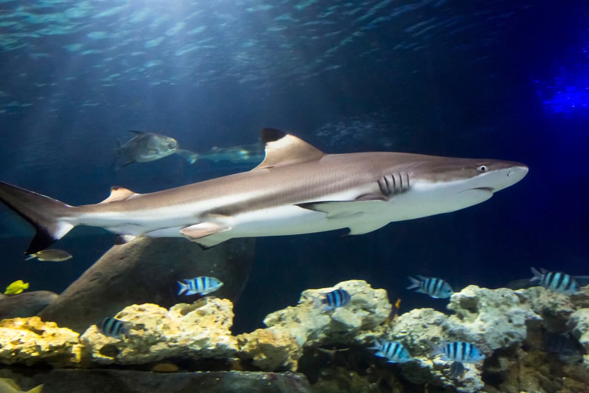 SEA LIFE Hannover Aquarium Ticket