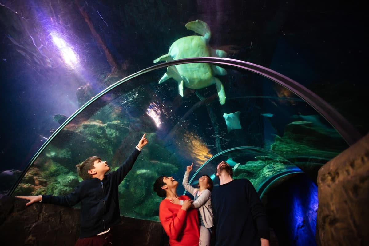 COMBO: Madame Tussauds London + SEA LIFE London Aquarium Ticket