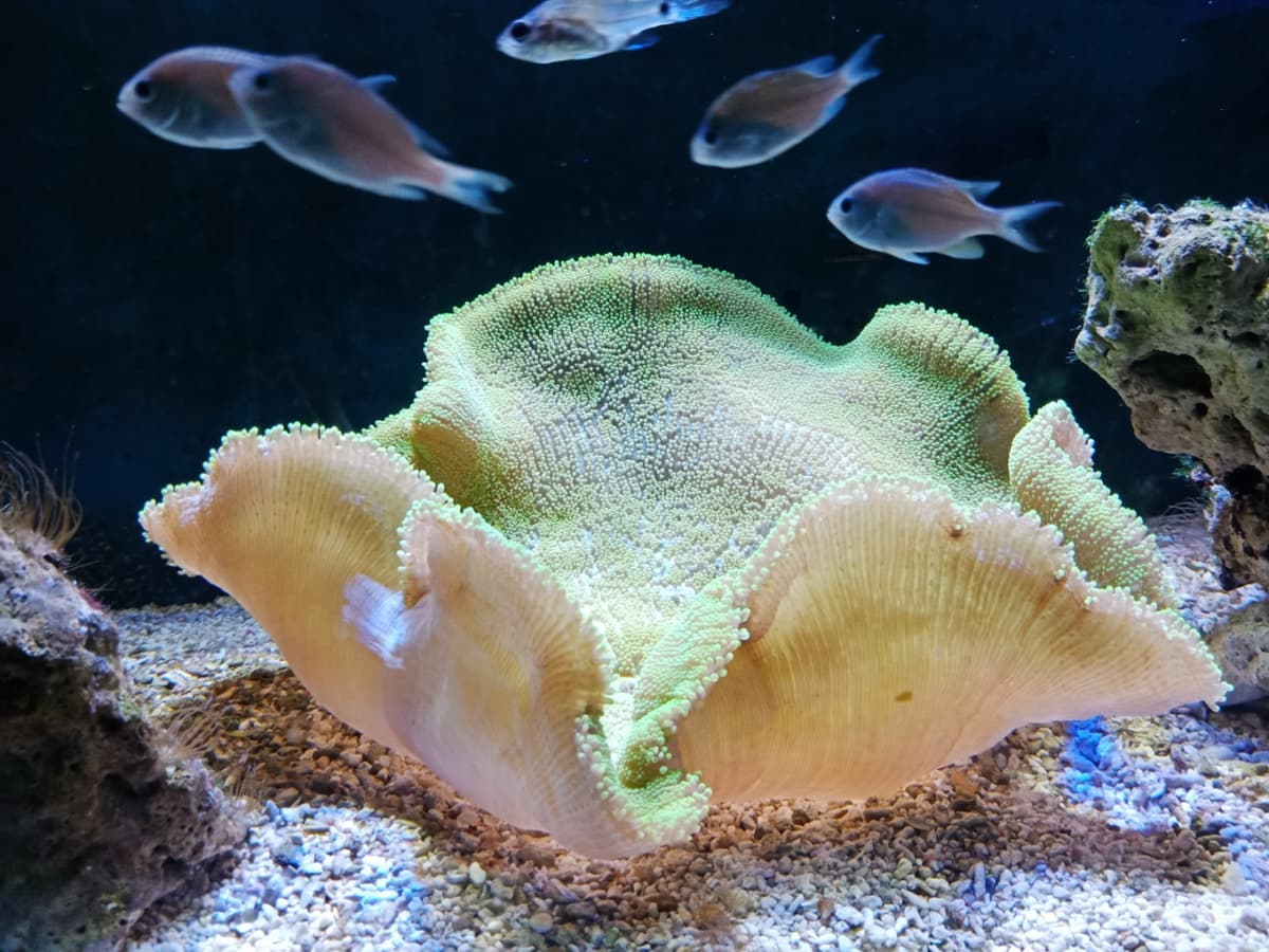 Underwater World Langkawi Ticket