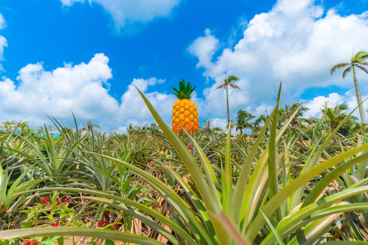 Okinawa Nago Pineapple Park