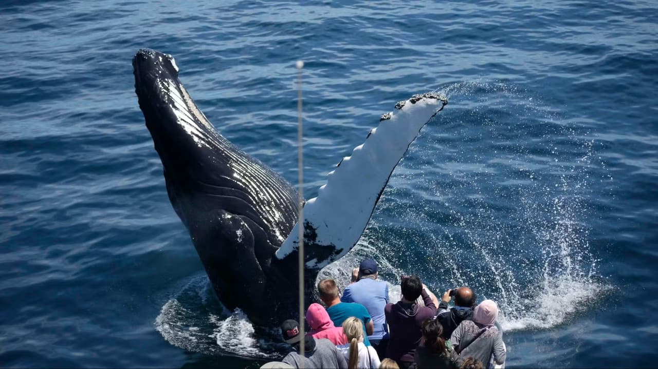 Boston Harbor Whale Watch Cruise