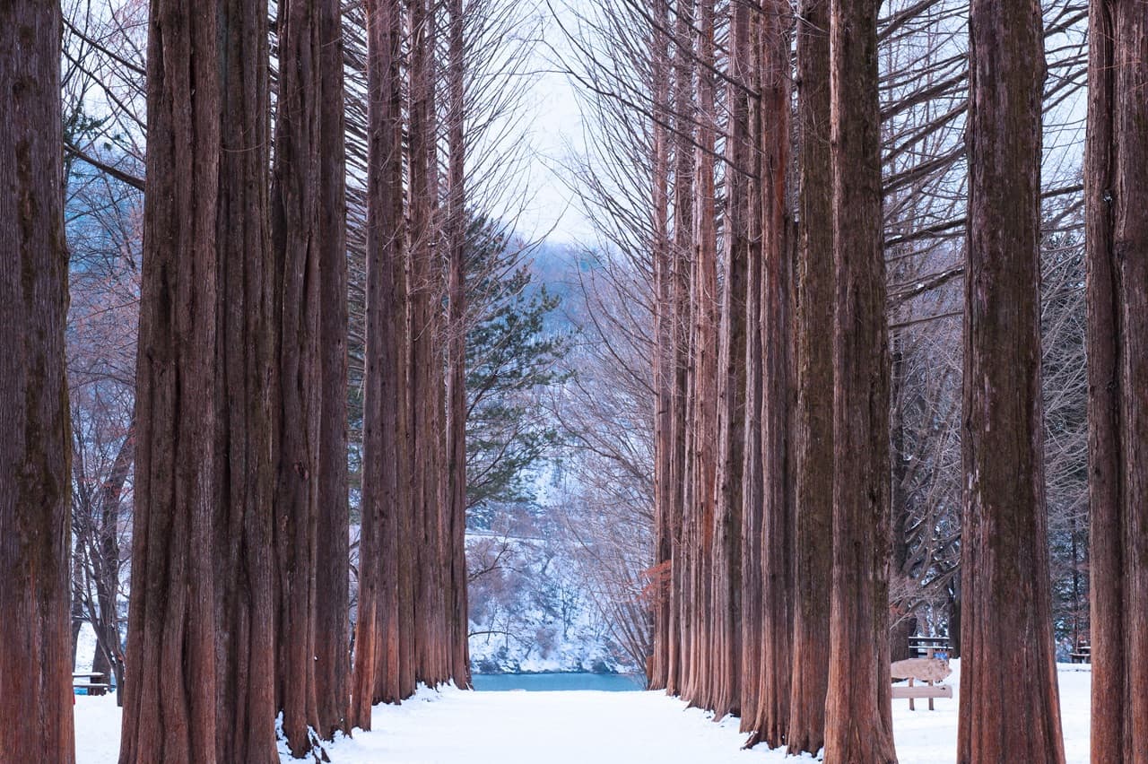 Alpaca World, Nami Island, and Garden of Morning Calm Tour from Seoul
