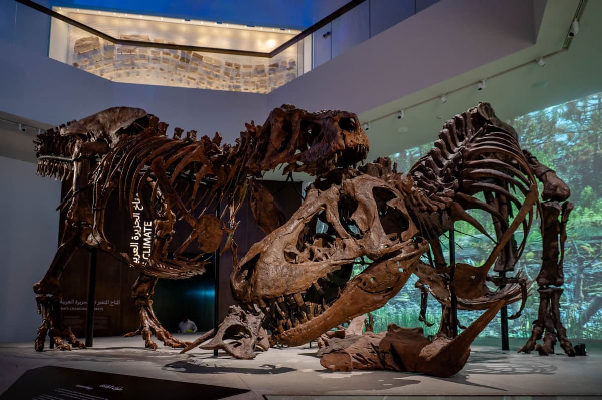 Natural History Museum Abu Dhabi Ticket