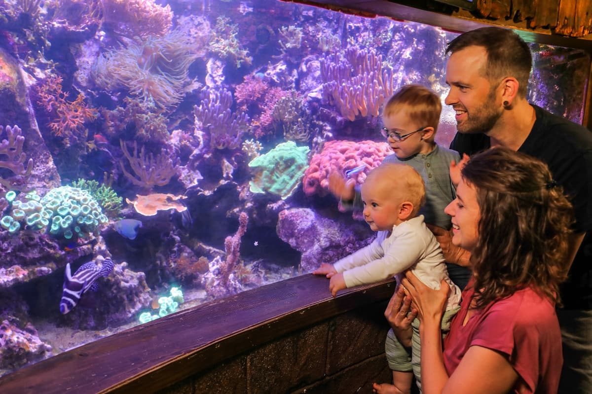 SEA LIFE Hannover Aquarium Ticket
