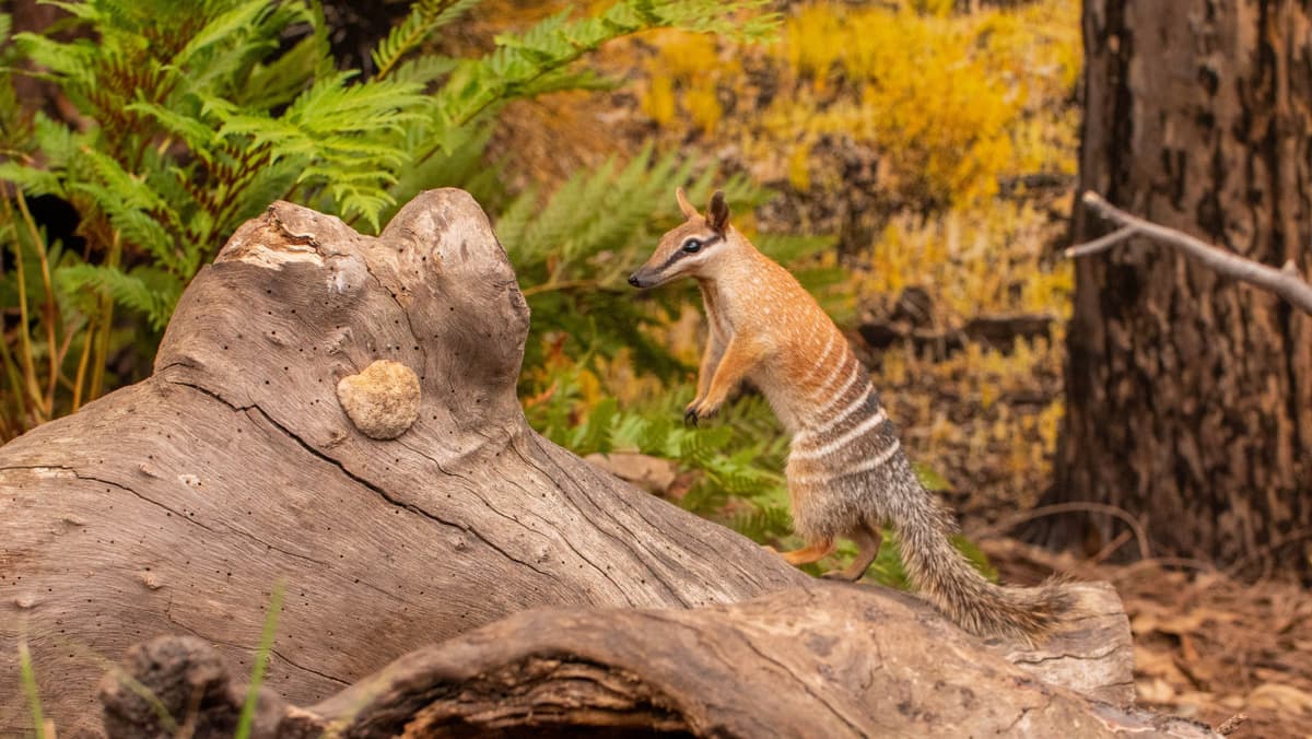 WILD LIFE Sydney Zoo Direct Entry Ticket