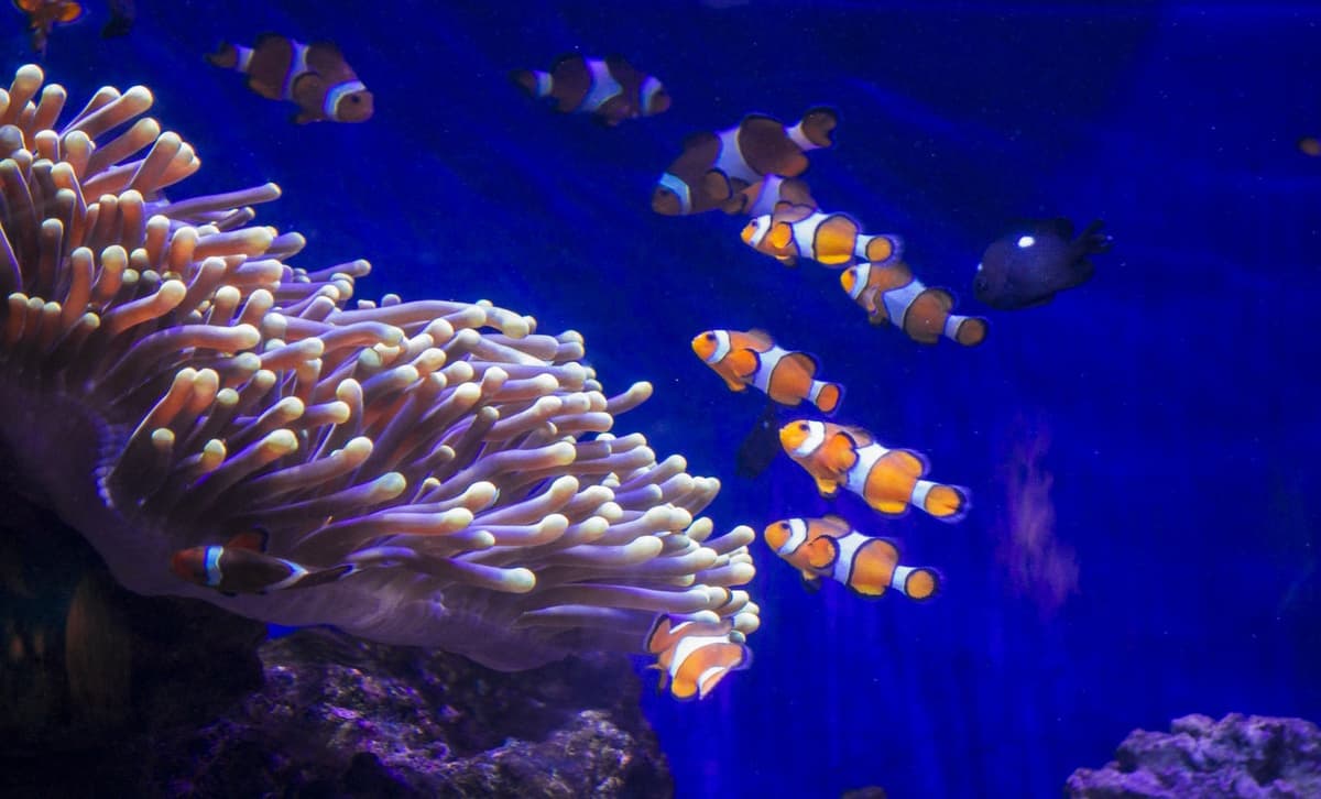 Barcelona Aquarium Ticket