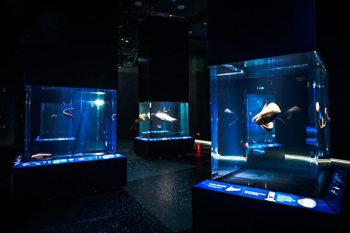COMBO: Singapore Cable Car + Singapore Oceanarium + Albatross Hop-On Hop-Off Speedboat Tickets