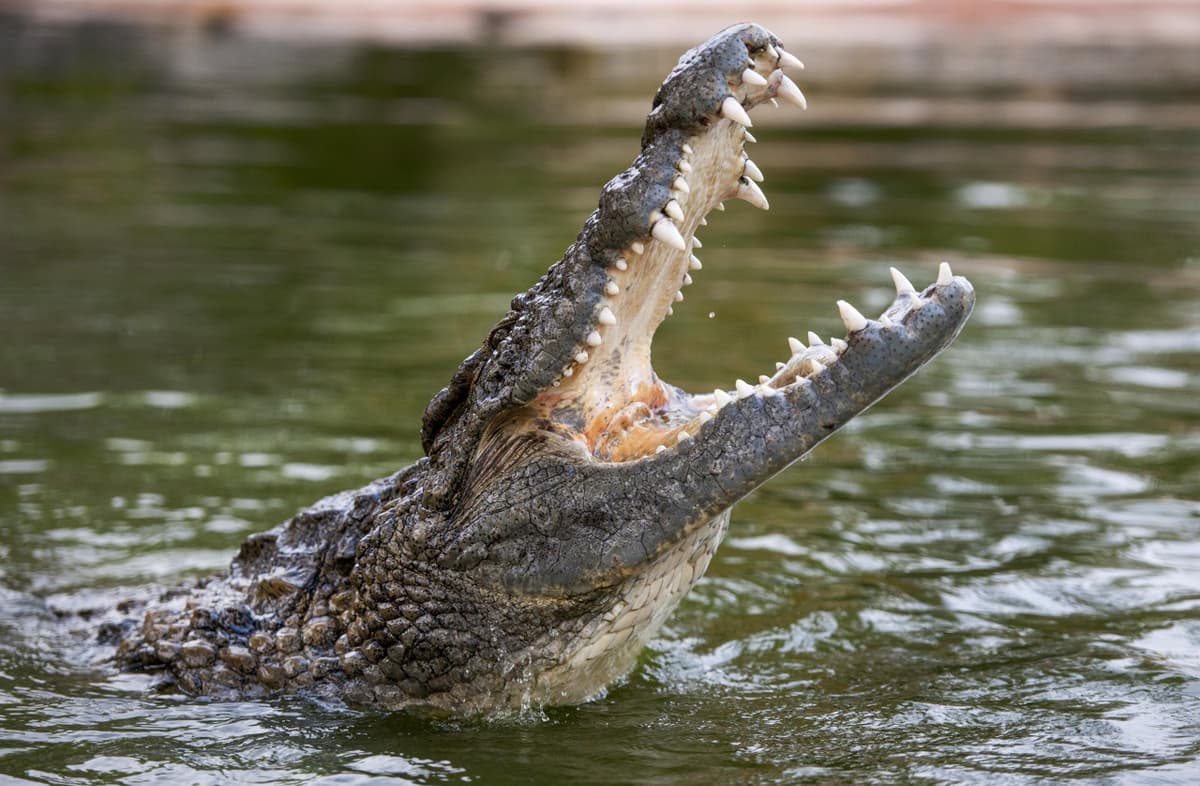 COMBO: Dubai Dolphinarium + Dubai Crocodile Park Tickets