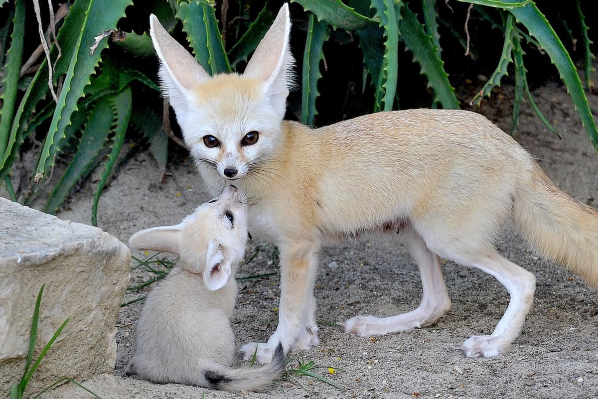 Bioparco: The Zoo of Rome