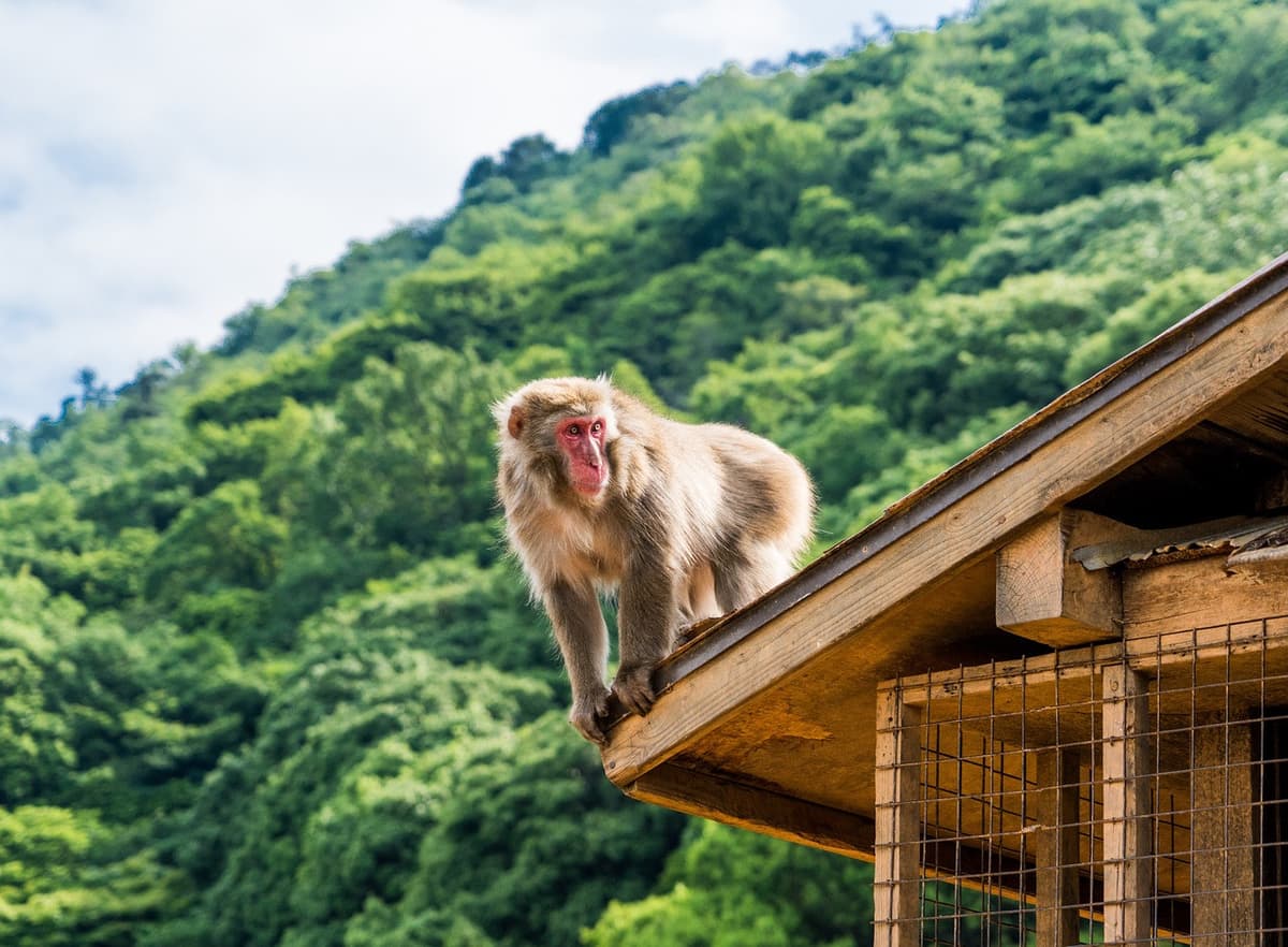Sagano Bamboo Grove and Arashiyama Half-Day Walking Tour