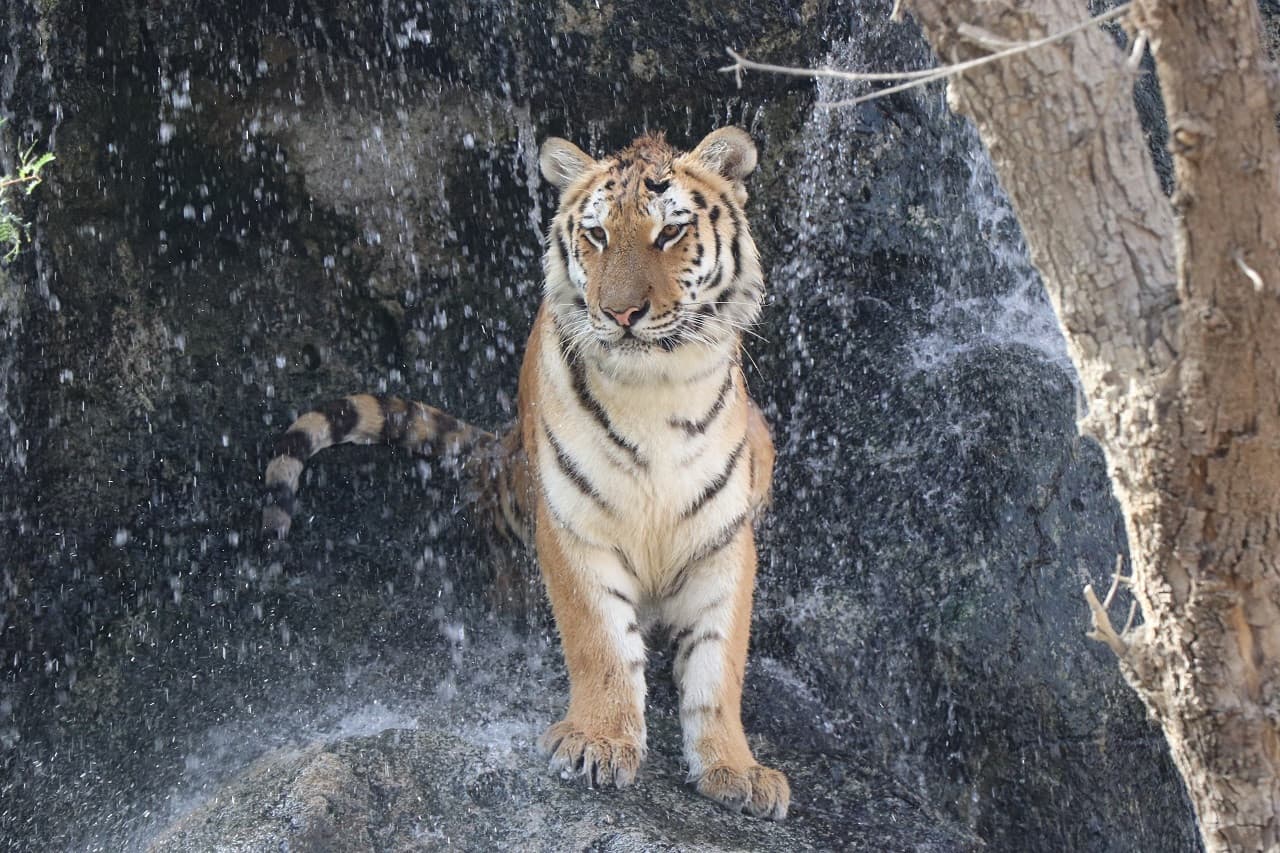 Emirates Park Zoo Ticket