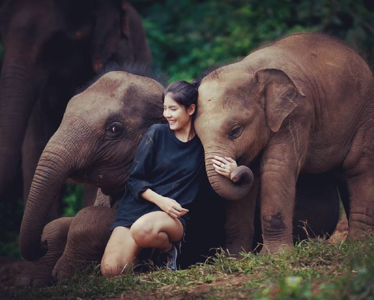 Elephant Jungle Sanctuary Chiang Mai