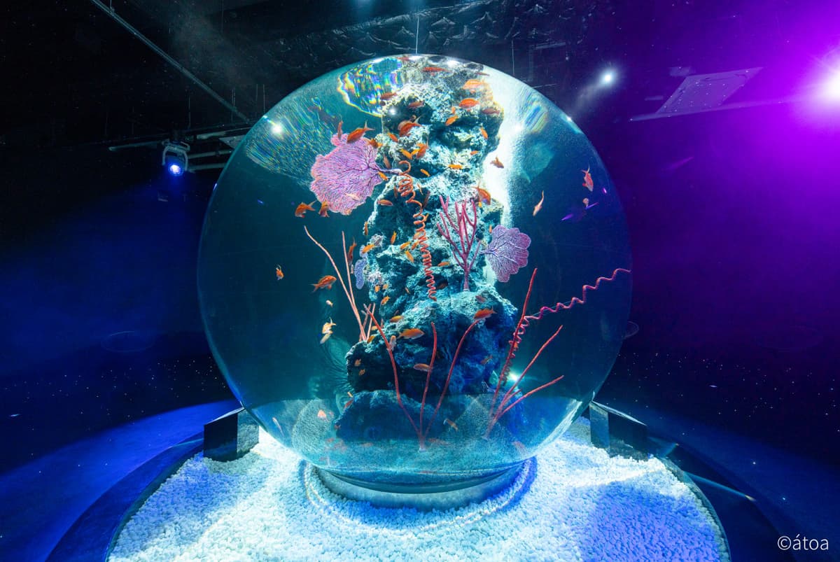 Have Fun in Kansai Premium Pass Includes Optional 1-Day Universal Studios Japan Ticket