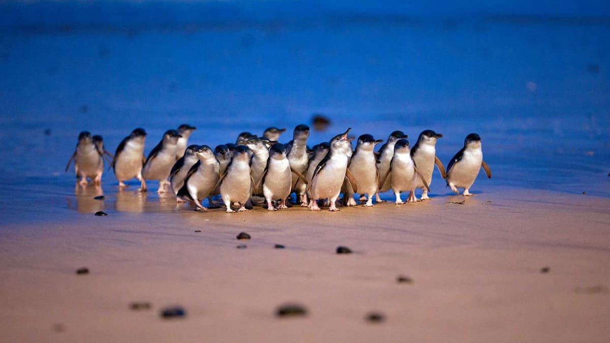 Phillip Island Nature Parks - Penguin Parade Ticket