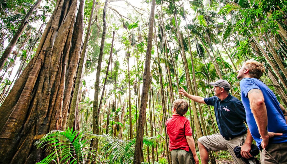Springbrook National Park Tour: Natural Bridge and Waterfalls