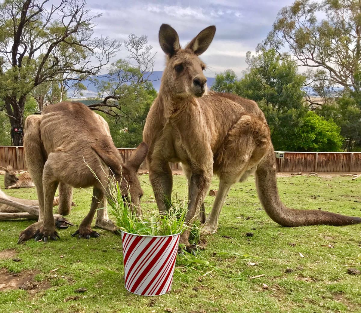 Bonorong Wildlife Sanctuary and Hobart City Tour