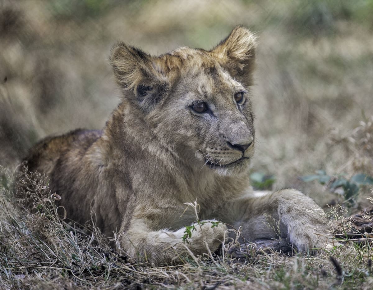 Thoiry ZooSafari: Skip The Line
