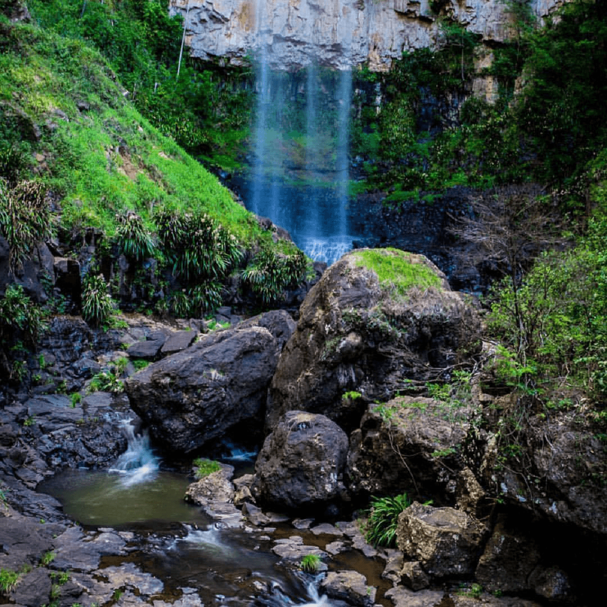 Springbrook National Park Night Tour